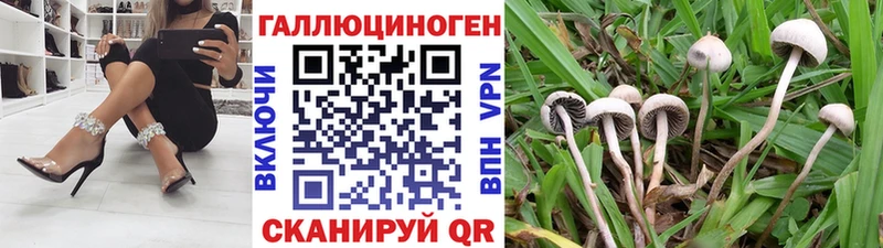 Псилоцибиновые грибы Psilocybe  blacksprut   Грязи 