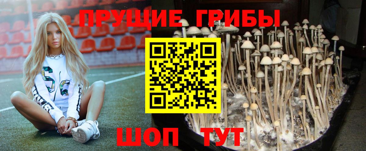 Галлюциногенные грибы Psilocybe Грязи